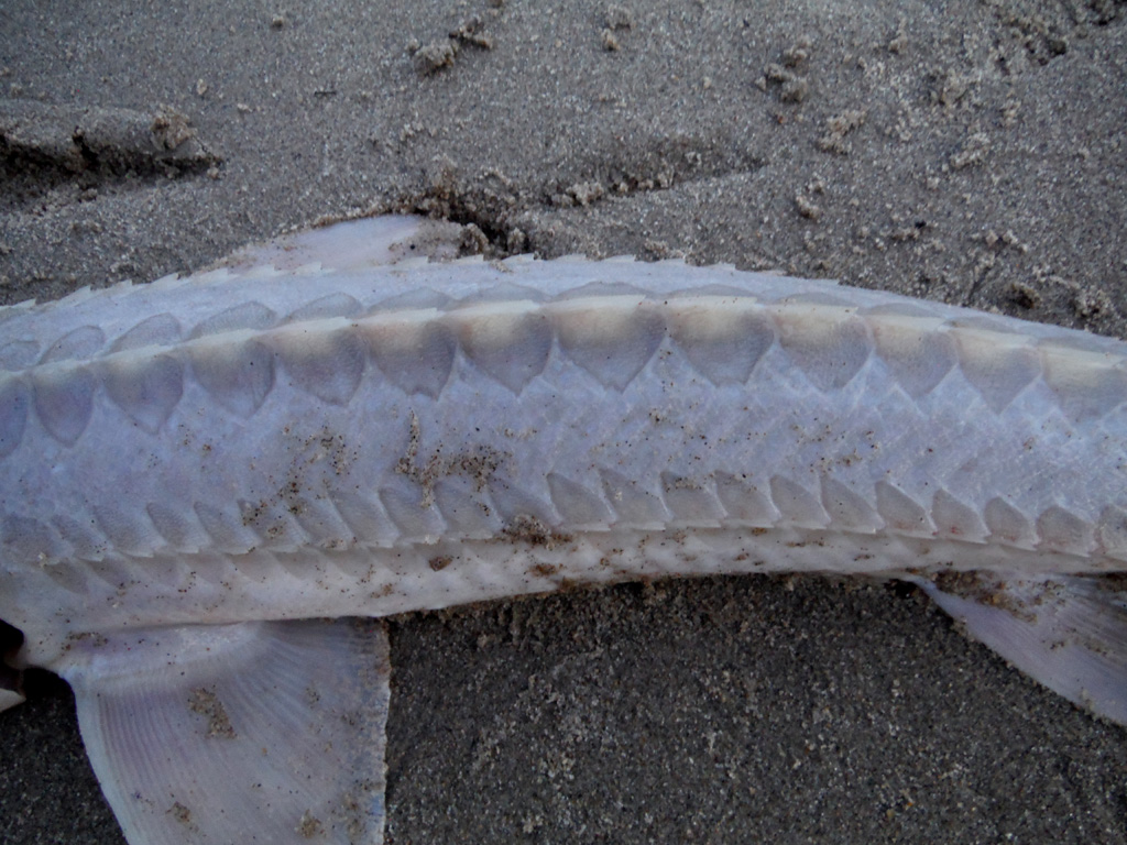 Sturgeon, Shovelnose